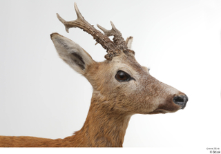 European roe deer head 0001.jpg